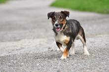 BENJIS135, Hund, Mischlingshund in Slowakische Republik - Bild 5