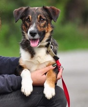 BENJIS135, Hund, Mischlingshund in Slowakische Republik - Bild 6
