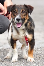 BENJIS135, Hund, Mischlingshund in Slowakische Republik - Bild 7