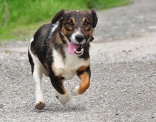 BENJIS135, Hund, Mischlingshund in Slowakische Republik - Bild 8