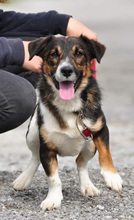 BENJIS135, Hund, Mischlingshund in Slowakische Republik - Bild 9