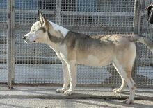 GIOIA, Hund, Mischlingshund in Italien - Bild 43