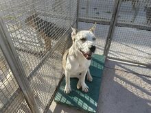 GIOIA, Hund, Mischlingshund in Italien - Bild 45
