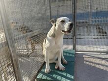 GIOIA, Hund, Mischlingshund in Italien - Bild 50