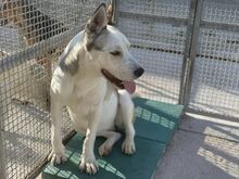 GIOIA, Hund, Mischlingshund in Italien - Bild 51