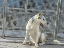 GIOIA, Hund, Mischlingshund in Italien - Bild 53