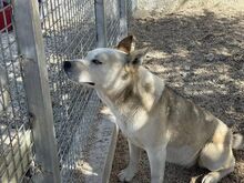 GIOIA, Hund, Mischlingshund in Italien - Bild 6