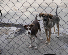 RATZ, Hund, Mischlingshund in Bulgarien - Bild 10