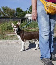 RATZ, Hund, Mischlingshund in Bulgarien - Bild 12