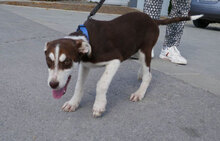 RATZ, Hund, Mischlingshund in Bulgarien - Bild 4