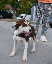 RATZ, Hund, Mischlingshund in Bulgarien - Bild 5