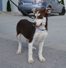 RATZ, Hund, Mischlingshund in Bulgarien - Bild 6