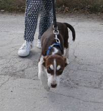 RATZ, Hund, Mischlingshund in Bulgarien - Bild 7