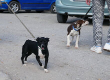 RATZ, Hund, Mischlingshund in Bulgarien - Bild 8