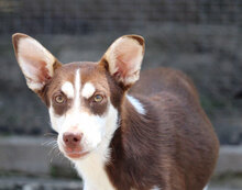 RATZ, Hund, Mischlingshund in Ginsheim-Gustavsburg - Bild 17