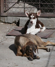 RATZ, Hund, Mischlingshund in Ginsheim-Gustavsburg - Bild 20
