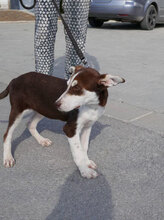 RATZ, Hund, Mischlingshund in Ginsheim-Gustavsburg - Bild 3