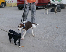RATZ, Hund, Mischlingshund in Ginsheim-Gustavsburg - Bild 9