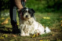 WEDNESDAY, Hund, Mischlingshund in Ungarn - Bild 1