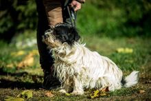 WEDNESDAY, Hund, Mischlingshund in Ungarn - Bild 2