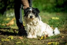 WEDNESDAY, Hund, Mischlingshund in Ungarn - Bild 3