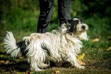 WEDNESDAY, Hund, Mischlingshund in Ungarn - Bild 4