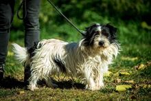 WEDNESDAY, Hund, Mischlingshund in Ungarn - Bild 5