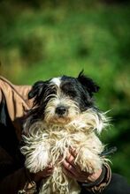 WEDNESDAY, Hund, Mischlingshund in Ungarn - Bild 7