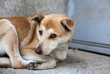 MABEL, Hund, Mischlingshund in Duisburg - Bild 1