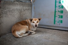 MABEL, Hund, Mischlingshund in Duisburg - Bild 2