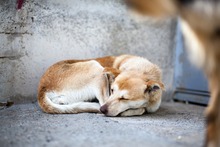 MABEL, Hund, Mischlingshund in Duisburg - Bild 3