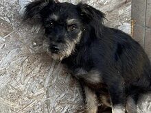 PAMPUC, Hund, Mischlingshund in Ungarn - Bild 1