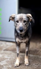ORION, Hund, Mischlingshund in Rumänien - Bild 1