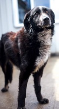 OREO, Hund, Mischlingshund in Duisburg - Bild 3