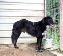 OREO, Hund, Mischlingshund in Duisburg - Bild 4
