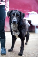 OREO, Hund, Mischlingshund in Duisburg - Bild 6