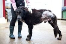 OREO, Hund, Mischlingshund in Duisburg - Bild 7