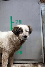 PRYIA, Hund, Mischlingshund in Rumänien - Bild 3