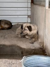 PRYIA, Hund, Mischlingshund in Rumänien - Bild 6