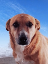 KITO, Hund, Mischlingshund in Spanien - Bild 1