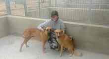 KITO, Hund, Mischlingshund in Spanien - Bild 22