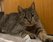NALANI, Katze, Europäisch Kurzhaar in Kroatien - Bild 6
