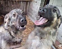 ZORRO, Hund, Mischlingshund in Kroatien - Bild 11