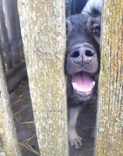 ZORRO, Hund, Mischlingshund in Kroatien - Bild 15
