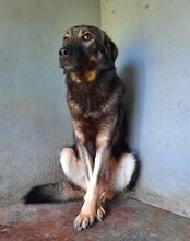 ZORRO, Hund, Mischlingshund in Kroatien - Bild 4