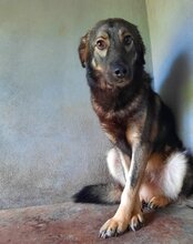 ZORRO, Hund, Mischlingshund in Kroatien - Bild 5