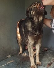 ZORRO, Hund, Mischlingshund in Kroatien - Bild 7