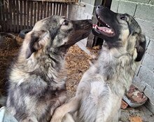 ZORRO, Hund, Sarplaninac-Mix in Kroatien - Bild 10