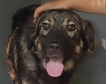 ZORRO, Hund, Sarplaninac-Mix in Kroatien - Bild 12
