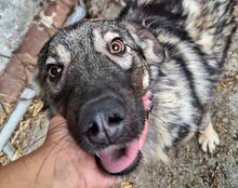 ZORRO, Hund, Sarplaninac-Mix in Kroatien - Bild 14
